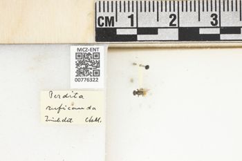 Media type: image;   Entomology 776322 Aspect: Labels